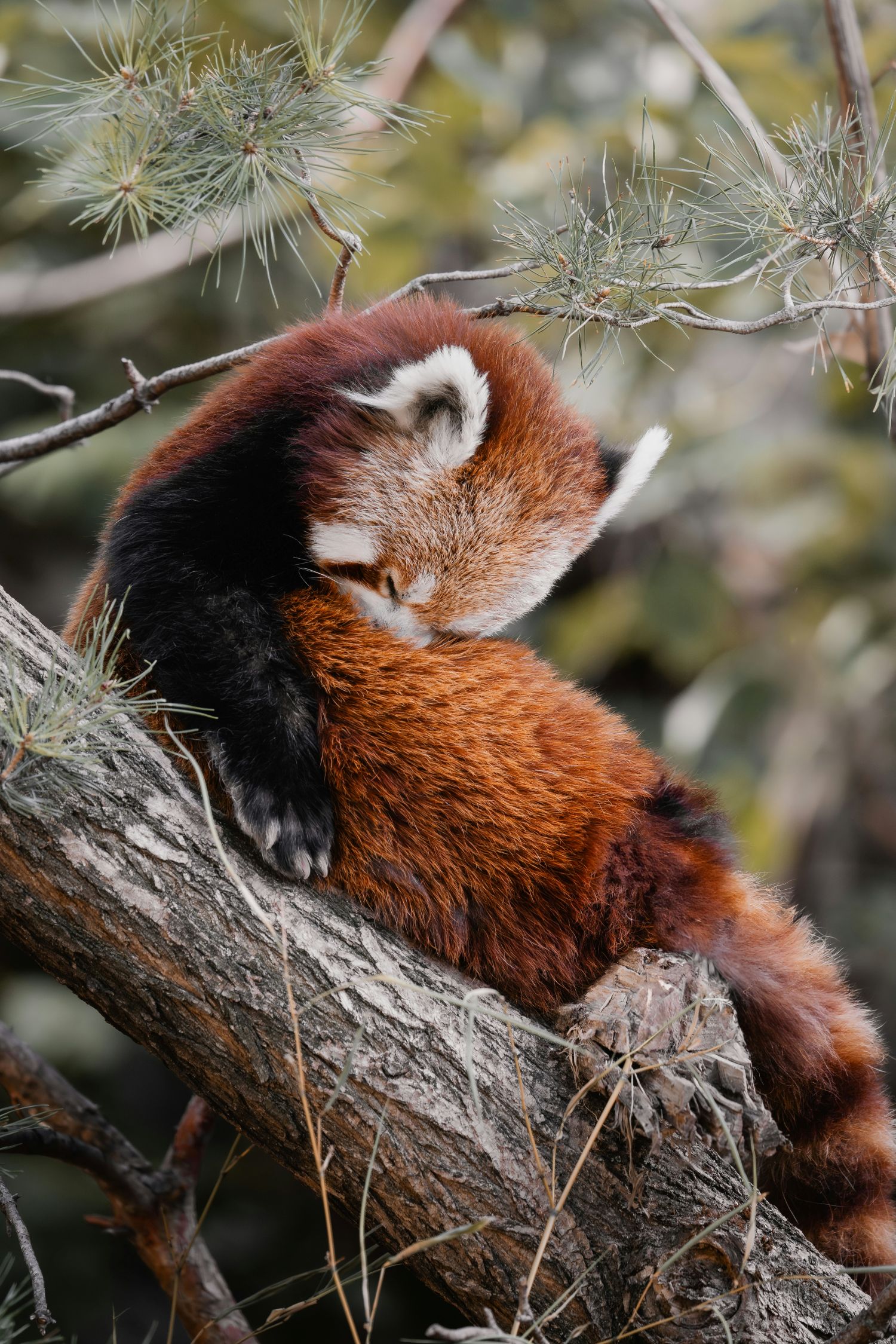 Red Panda Curled on a tree branch