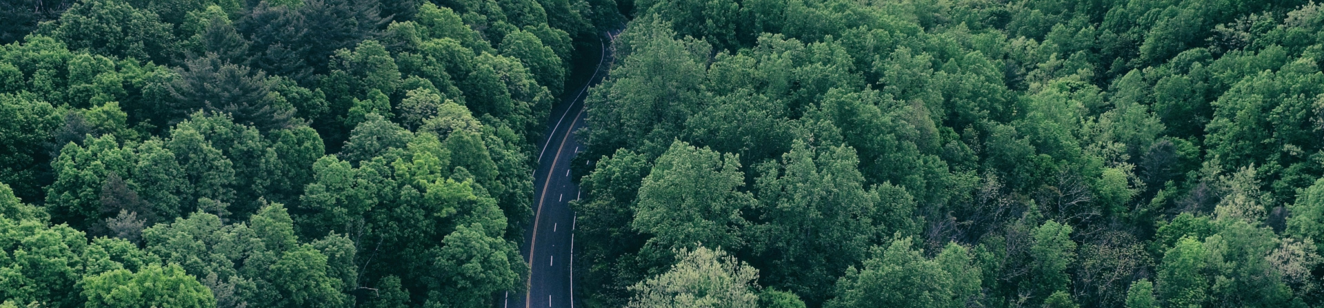 A road through trees